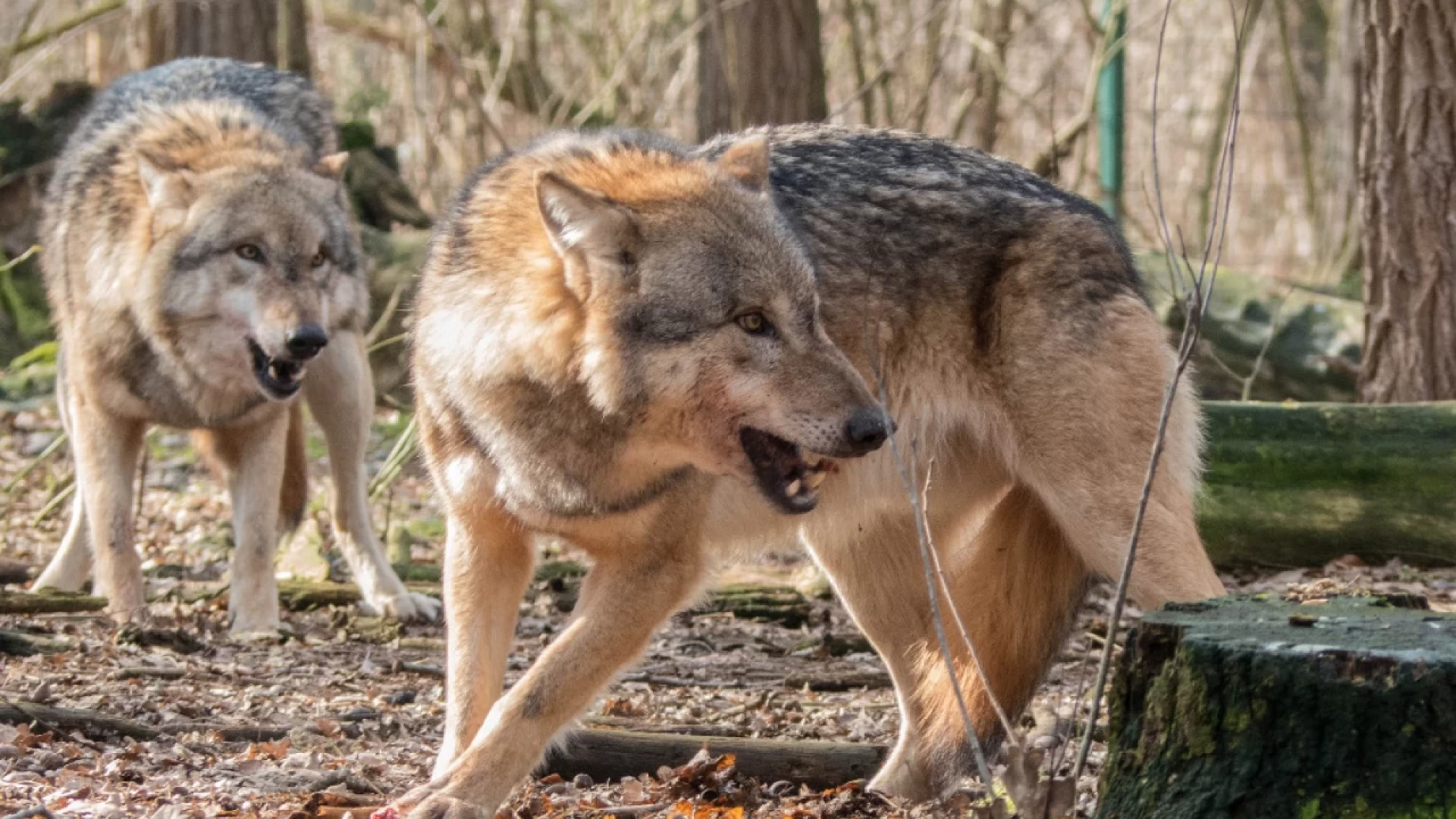 Lupo: Coldiretti Molise, proposta di modifica del suo status di protezione tutela la specie e gli allevatori.